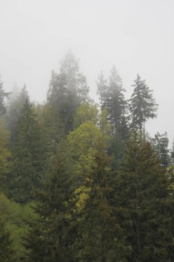 Çam ormanlarında çok çam var. Yağmurdan sonra sis..