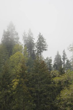 Çam ormanlarında çok çam var. Yağmurdan sonra sis..