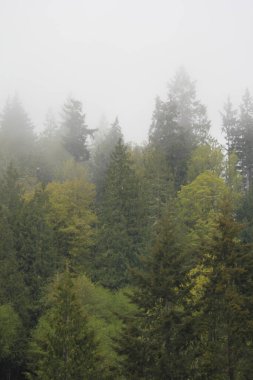 Çam ormanlarında çok çam var. Yağmurdan sonra sis..