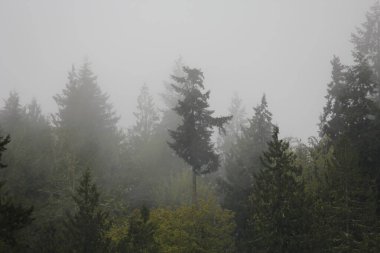 Yağmurdan sonra sisli dağlarda birçok çam ve köknar.