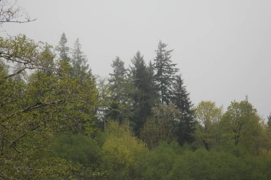 Yağmurdan sonra sisli dağlarda birçok çam ve köknar.