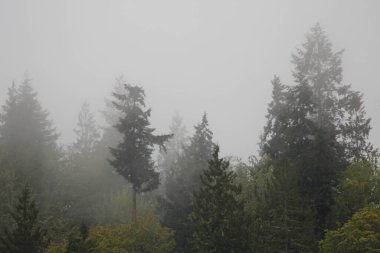 Yağmurdan sonra sisli dağlarda birçok çam ve köknar.