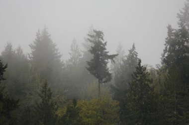 Yağmurdan sonra sisli dağlarda birçok çam ve köknar.