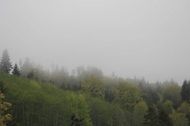 Çam ormanlarındaki dağlarda sis ve yağmur