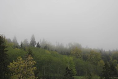 Çam ormanlarındaki dağlarda sis ve yağmur