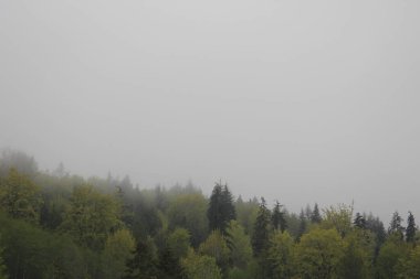 Çam ormanlarındaki dağlarda sis ve yağmur