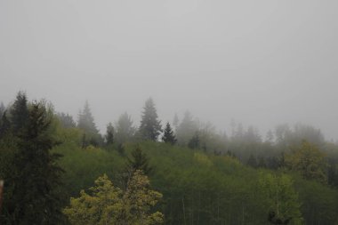 Çam ormanlarındaki dağlarda sis ve yağmur