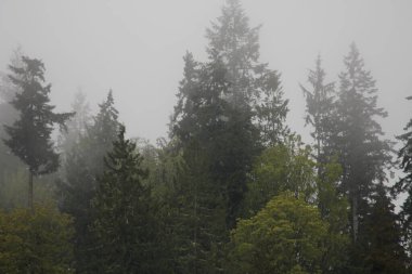 Yağmurdan sonra sisli dağlarda birçok çam ve köknar.