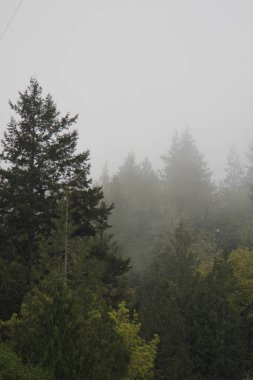 Çam ormanlarında çok çam var. Yağmurdan sonra sis..