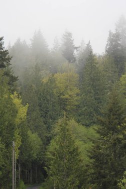 Çam ormanlarında çok çam var. Yağmurdan sonra sis..