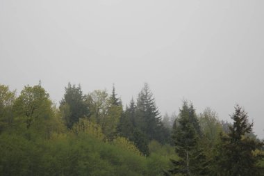 Yağmurdan sonra sisli dağlarda birçok çam ve köknar.