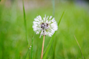 Bulanık yeşil arka planda beyaz bir karahindiba topunun makro fotoğrafı. Ilıman iklimin faunası. Yeşil bitkiler ve doğal ortamın ekolojisi.