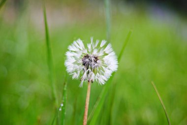 Bulanık yeşil arka planda beyaz bir karahindiba topunun makro fotoğrafı. Ilıman iklimin faunası. Yeşil bitkiler ve doğal ortamın ekolojisi.