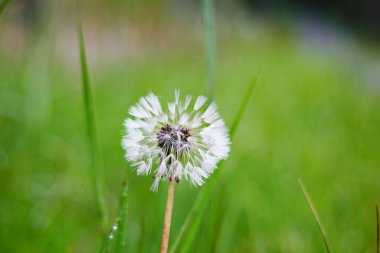 Bulanık yeşil arka planda beyaz bir karahindiba topunun makro fotoğrafı. Ilıman iklimin faunası. Yeşil bitkiler ve doğal ortamın ekolojisi.
