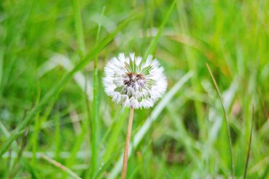Bulanık yeşil arka planda beyaz bir karahindiba topunun makro fotoğrafı. Ilıman iklimin faunası. Yeşil bitkiler ve doğal ortamın ekolojisi.