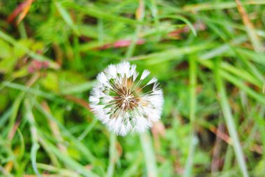 Bulanık yeşil arka planda beyaz bir karahindiba topunun makro fotoğrafı. Ilıman iklimin faunası. Yeşil bitkiler ve doğal ortamın ekolojisi.