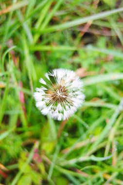 Bulanık yeşil arka planda beyaz bir karahindiba topunun makro fotoğrafı. Ilıman iklimin faunası. Yeşil bitkiler ve doğal ortamın ekolojisi.