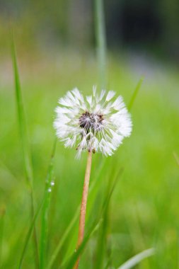 Bulanık yeşil arka planda beyaz bir karahindiba topunun makro fotoğrafı. Ilıman iklimin faunası. Yeşil bitkiler ve doğal ortamın ekolojisi.