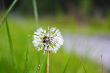 Bulanık yeşil arka planda beyaz bir karahindiba topunun makro fotoğrafı. Ilıman iklimin faunası. Yeşil bitkiler ve doğal ortamın ekolojisi.