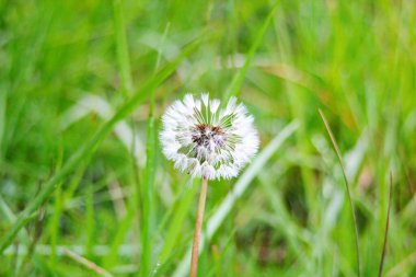 Bulanık yeşil arka planda beyaz bir karahindiba topunun makro fotoğrafı. Ilıman iklimin faunası. Yeşil bitkiler ve doğal ortamın ekolojisi.