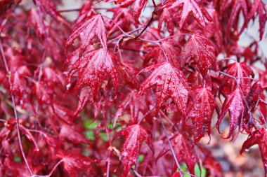 Japon akçaağaç yaprakları ilk olarak yağmurdan sonra çiçek açar..