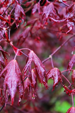 Japon akçaağaç yaprakları ilk olarak yağmurdan sonra çiçek açar..
