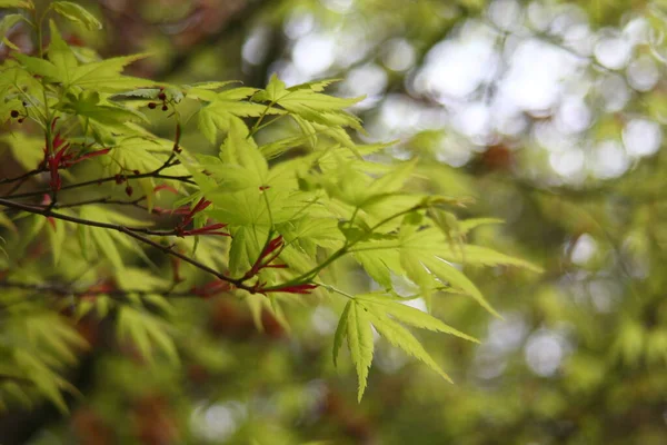 Hojas Arce Verde Japonés Naturaleza —  Fotos de Stock