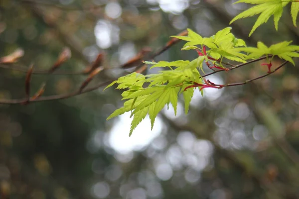 Leaves Green Japanese Maple Tree Nature — Zdjęcie stockowe