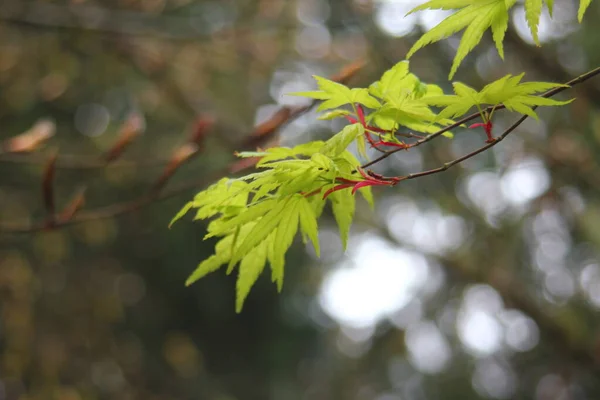 Leaves Green Japanese Maple Tree Nature —  Fotos de Stock