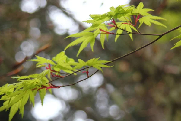 Folhas Ácer Japonês Verde Árvore Natureza — Fotografia de Stock