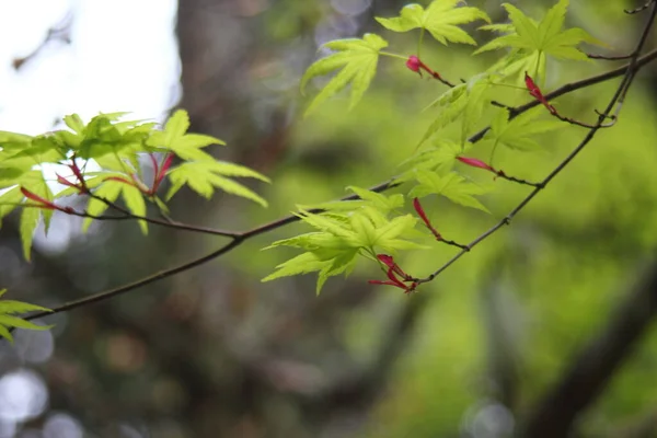 Folhas Ácer Japonês Verde Árvore Natureza — Fotografia de Stock