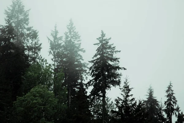 Багато Сосен Ялин Туманних Горах Після Дощу — стокове фото