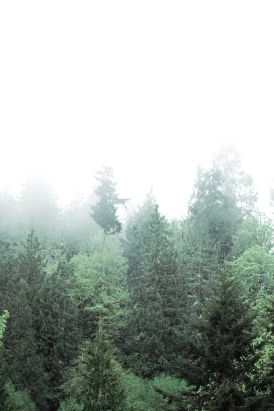 Сосни Вогні Туманній Горі Після Дощу Лісова Дорога Портрет — стокове фото