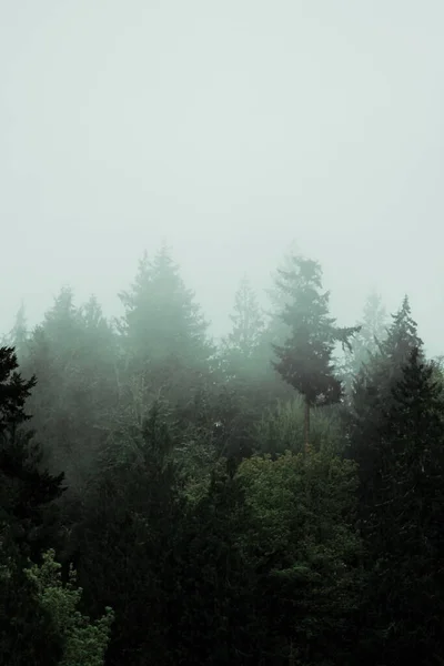 Veel Dennen Een Dennenbos Met Mist Regen — Stockfoto