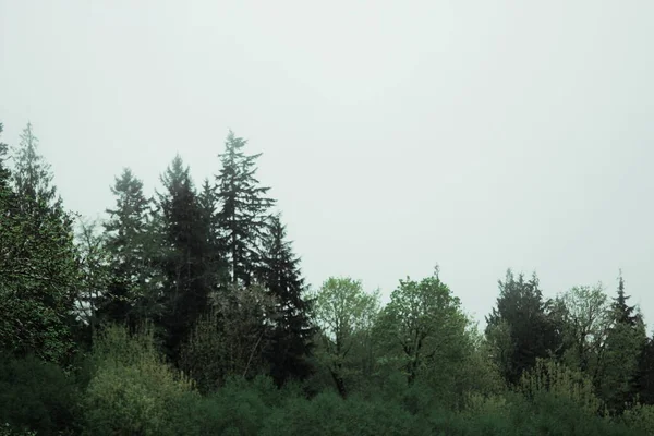 Yağmurdan sonra sisli dağlarda birçok çam ve köknar.