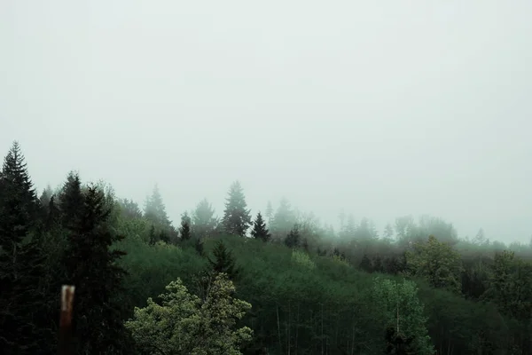 Туман Дощ Горах Сосновому Лісі — стокове фото
