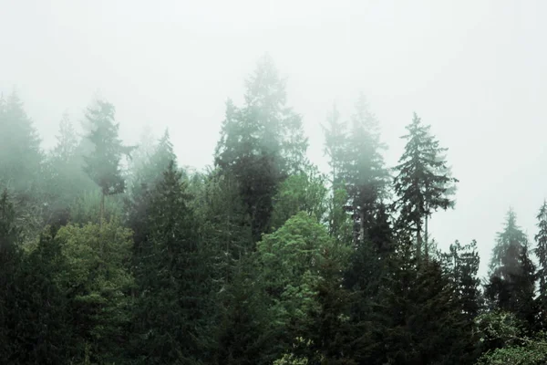 Many Pines Firs Misty Mountains Rain — Fotografia de Stock