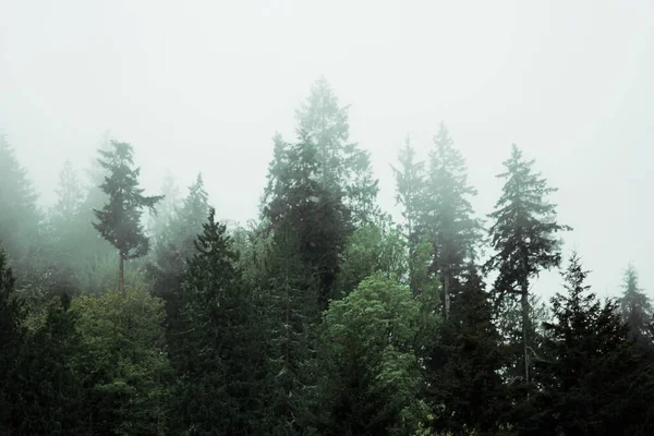 Many Pines Firs Misty Mountains Rain — Stockfoto