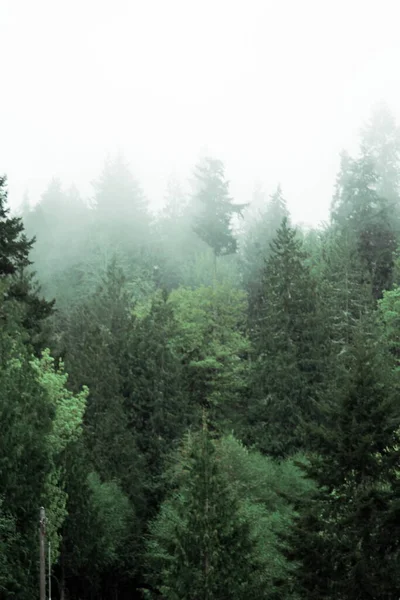 Many Pines Pine Forest Fog Rain — Foto Stock