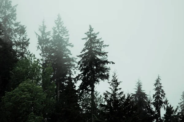 Many Pines Firs Misty Mountains Rain — Stockfoto