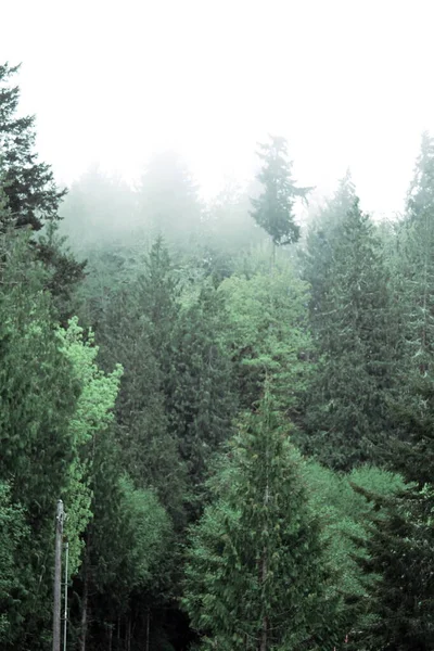 Pines Firs Foggy Mountain Rain Forest Path Road Portrait — Foto Stock