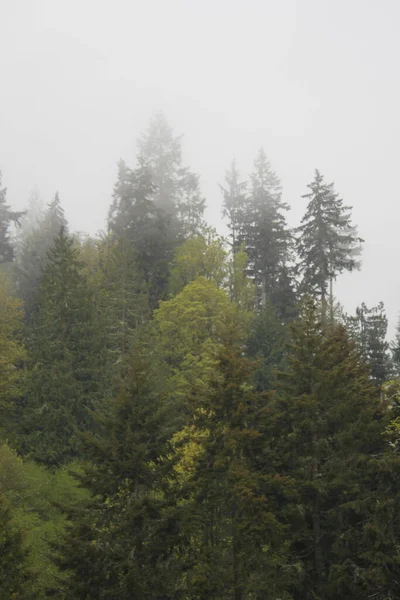 Çam ormanlarında çok çam var. Yağmurdan sonra sis..