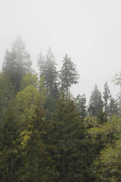 Çam ormanlarında çok çam var. Yağmurdan sonra sis..