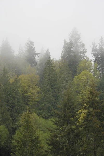 Çam ormanlarında çok çam var. Yağmurdan sonra sis..