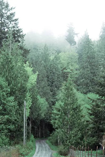 Pines Firs Foggy Mountain Rain Forest Path Road Portrait — Stockfoto