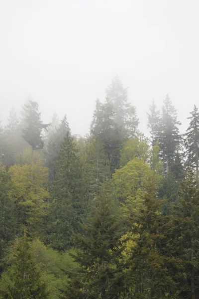 Çam ormanlarında çok çam var. Yağmurdan sonra sis..