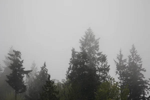 Many Pines Firs Misty Mountains Rain — Stockfoto