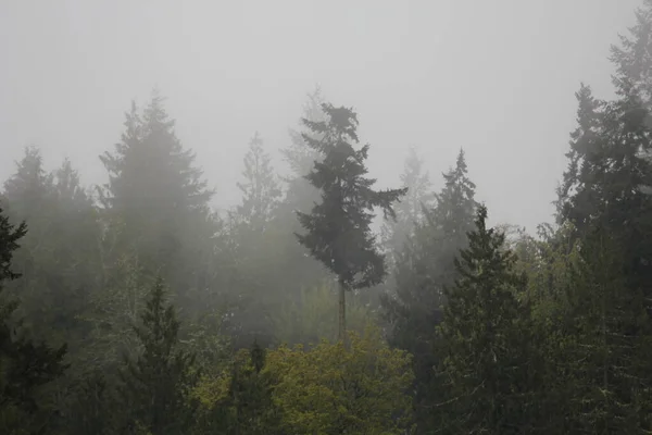 Many Pines Firs Misty Mountains Rain — стоковое фото