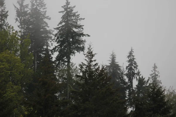 Nombreux Pins Sapins Sur Les Montagnes Brumeuses Après Pluie — Photo