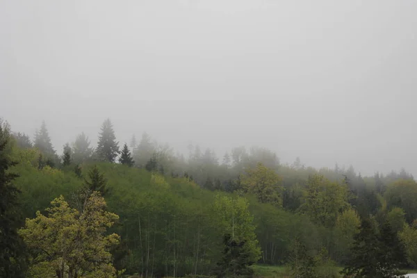 Fog Rain Mountains Pine Forest — стоковое фото